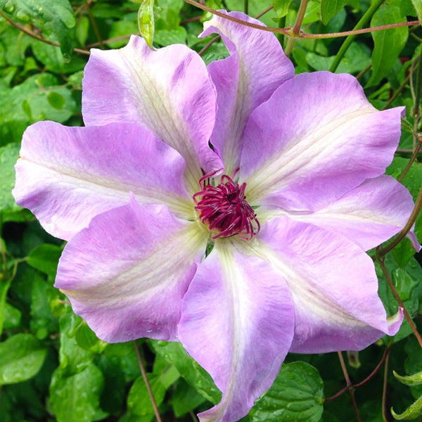 Clematis, Vancouver Daybreak