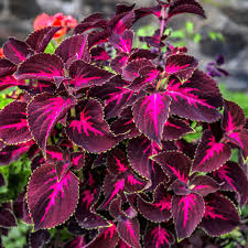 Coleus, Kingswood Torch