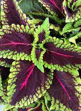 Coleus, Main Street Alligator Alley