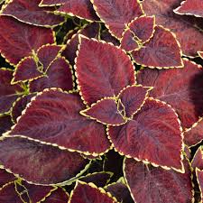 Coleus, Main Street Broad Street