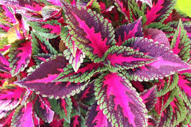 Coleus, Main Street Ruby Road