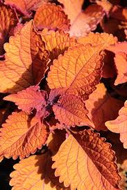 Coleus, Main Street Wall Street