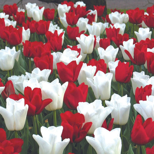 Tulip Bulbs, Colourful Companions Canadian Eh! 12/ pkg