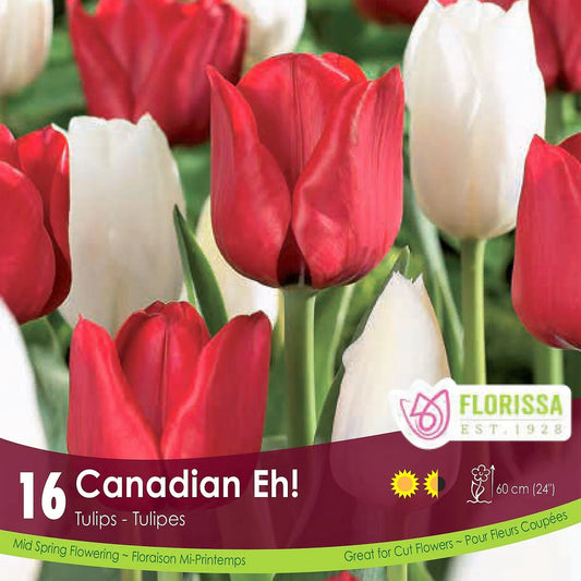 Tulip Bulbs, Colourful Companions Canadian Eh! 16/ pkg