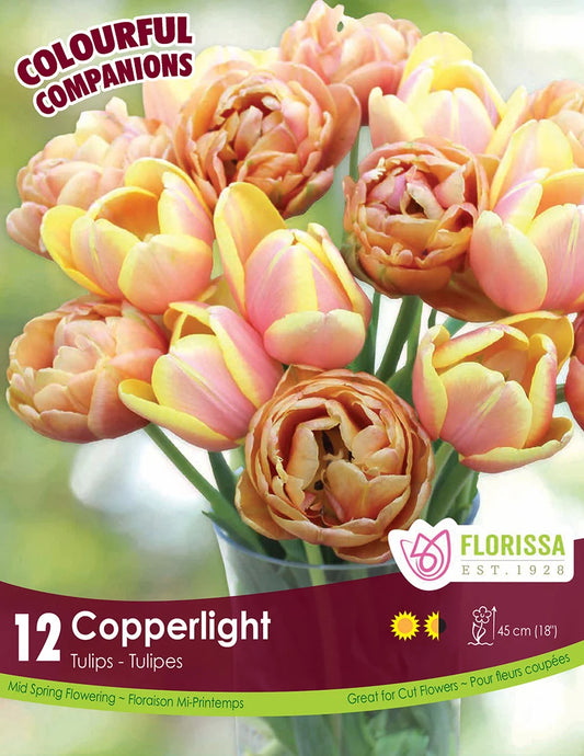 Tulip Bulbs, Colourful Companions Copperlight 12/ pkg