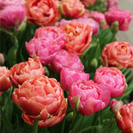 Tulip Bulbs, Colourful Companions Joyful Dreams 12/ pkg