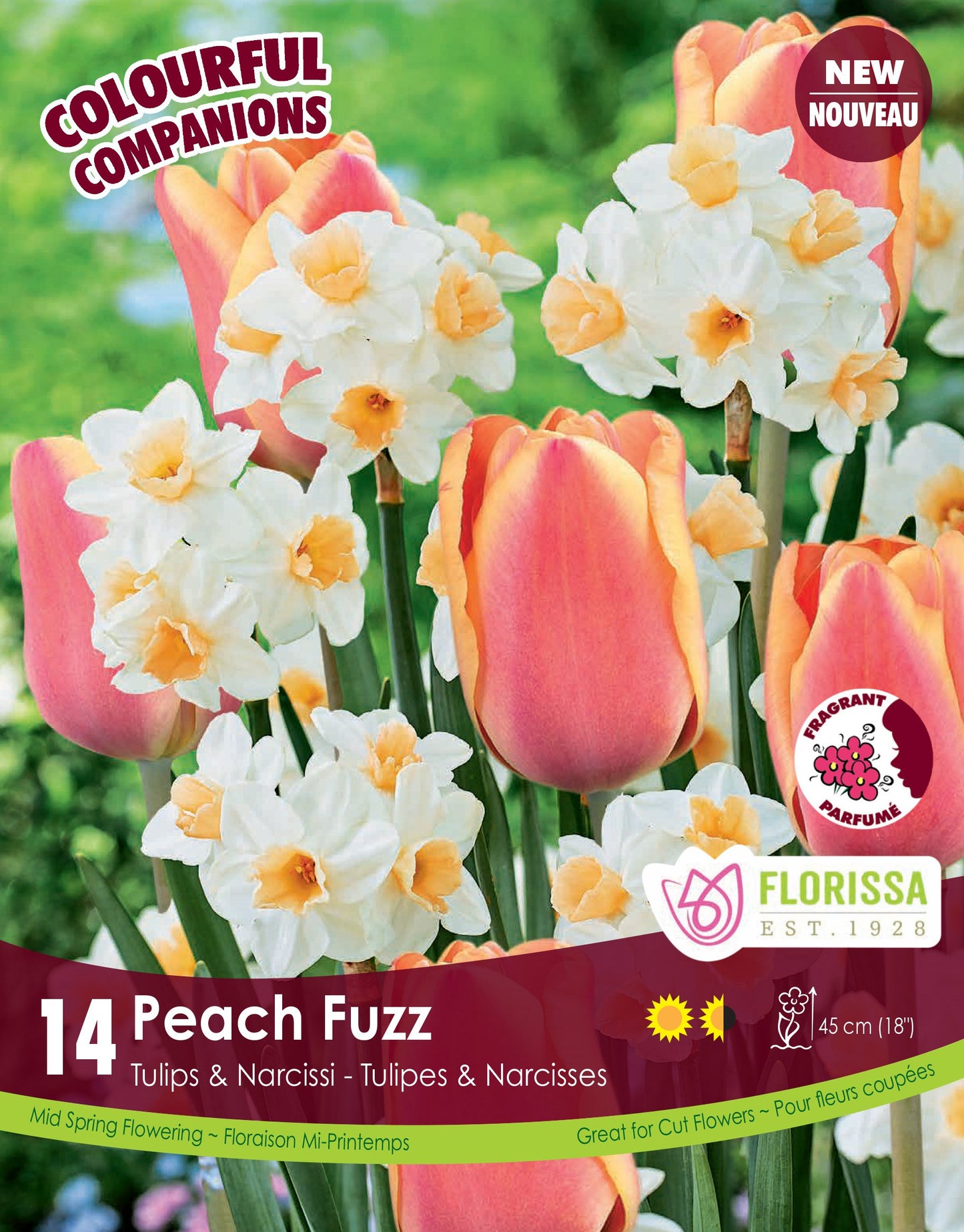 Tulip/Daffodil Bulbs, Colourful Companions Peach Fuzz 14/ pkg
