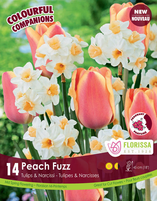 Tulip/Daffodil Bulbs, Colourful Companions Peach Fuzz 14/ pkg