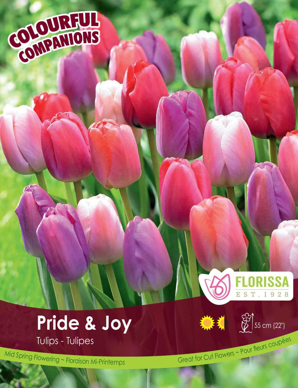 Tulip Bulbs, Colourful Companians Pride & Joy 15/ pkg