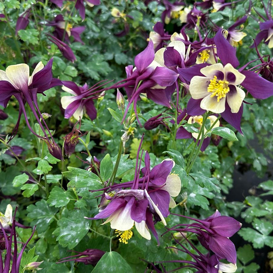 Columbine, Early Bird