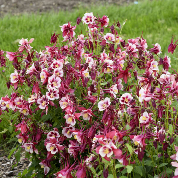 Columbine, Early Bird