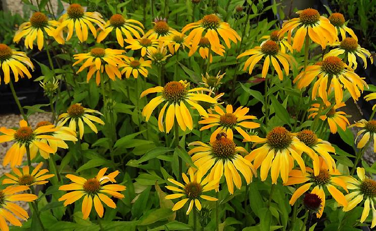 Coneflower, Butterfly Golden Skipper 1g