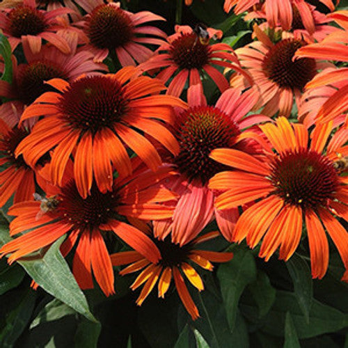 Coneflower, Butterfly Postman 1g