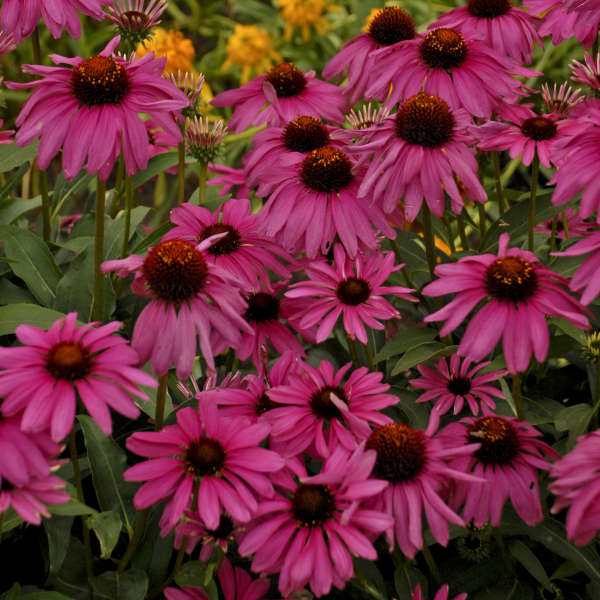 Coneflower, Purple Emperor