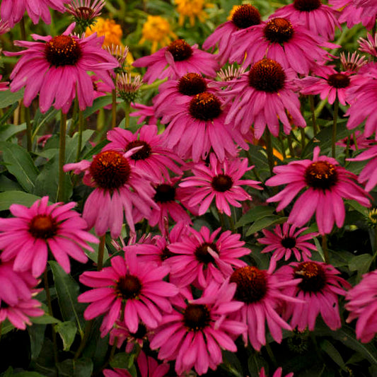 Coneflower, Purple Emperor