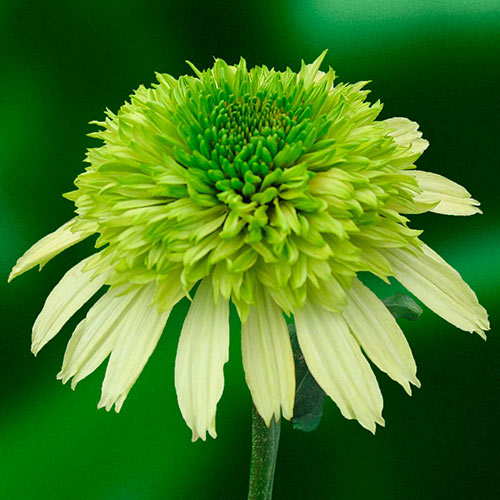 Coneflower, Cone-Fections Honeydew 1g