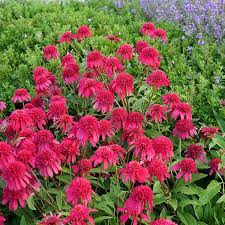 Coneflower, Double Scoop Raspberry Deluxe