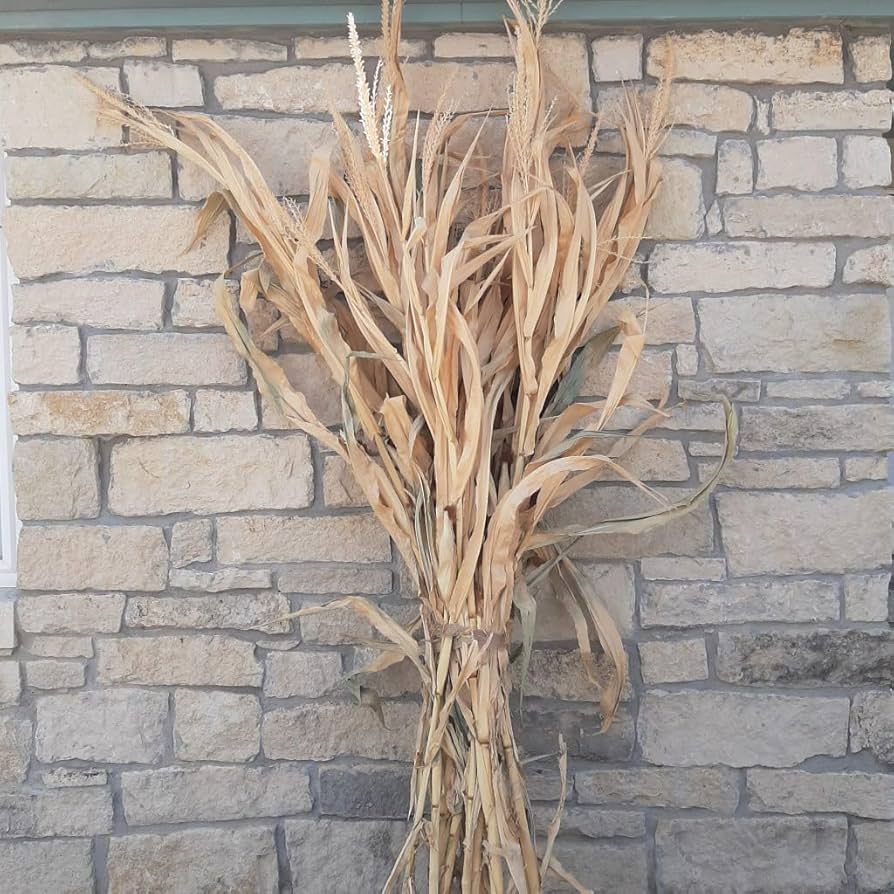 Corn Stalks