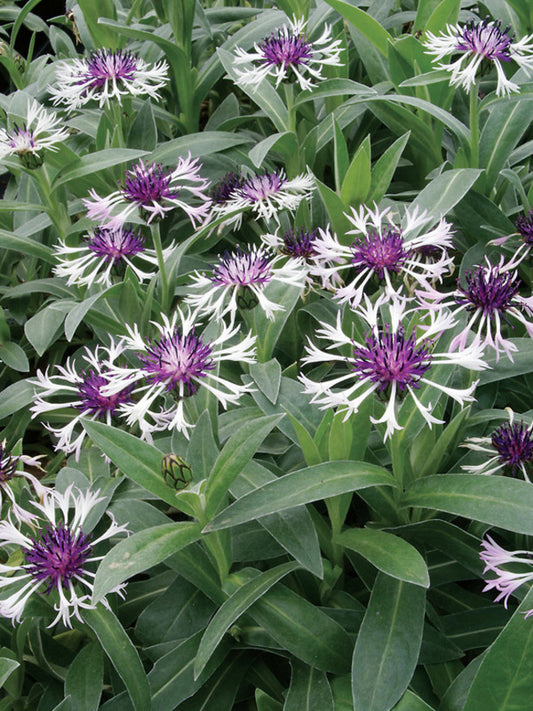 Cornflower, Amethyst In Snow 1g