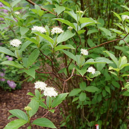 Dogwood, Arctic Fire Red-Osier Red 2g