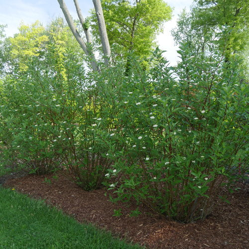 Dogwood, Arctic Fire Red-Osier Red 2g