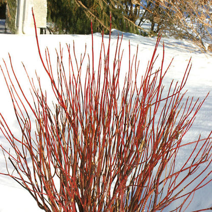 Dogwood, Arctic Fire Red-Osier Red 2g