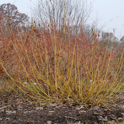 Dogwood, Arctic Fire Red-Osier Yellow 2g