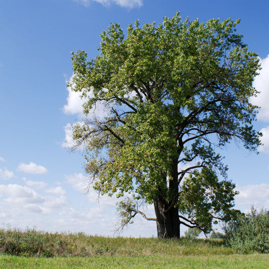 Cottonwood, Eastern 200cm 7g