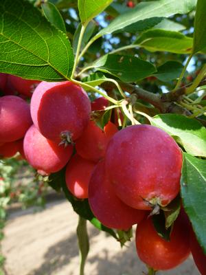 Crabapple, Dolgo 7g