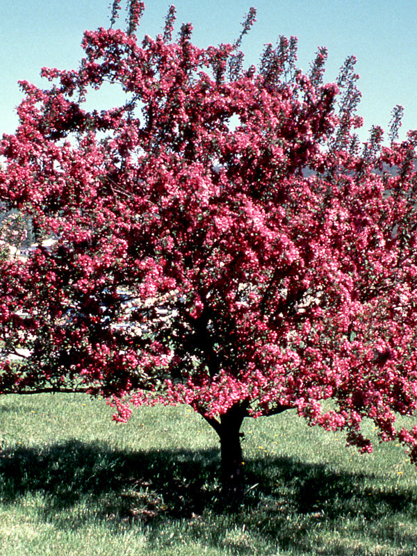 Crabapple, Indian Magic