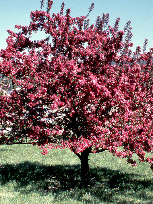 Crabapple, Indian Magic