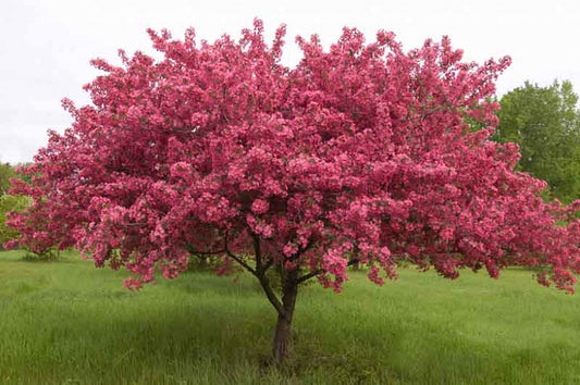 Crabapple, Prairiefire 7g