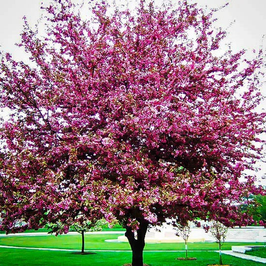 Crabapple, Profusion