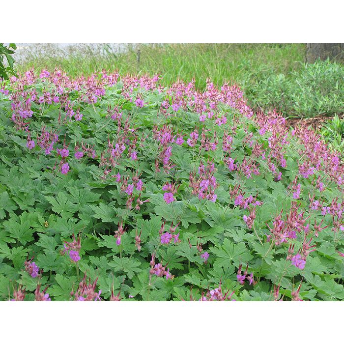 Cranesbill, Bevan's Variety 1g