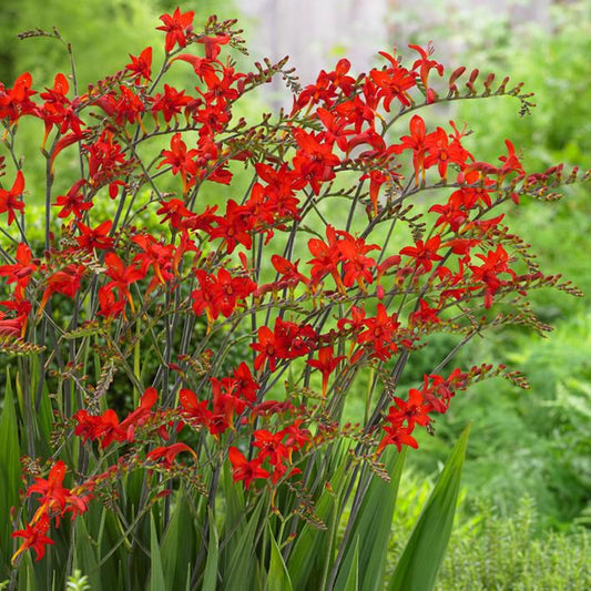 Crocosmia, Lucifer