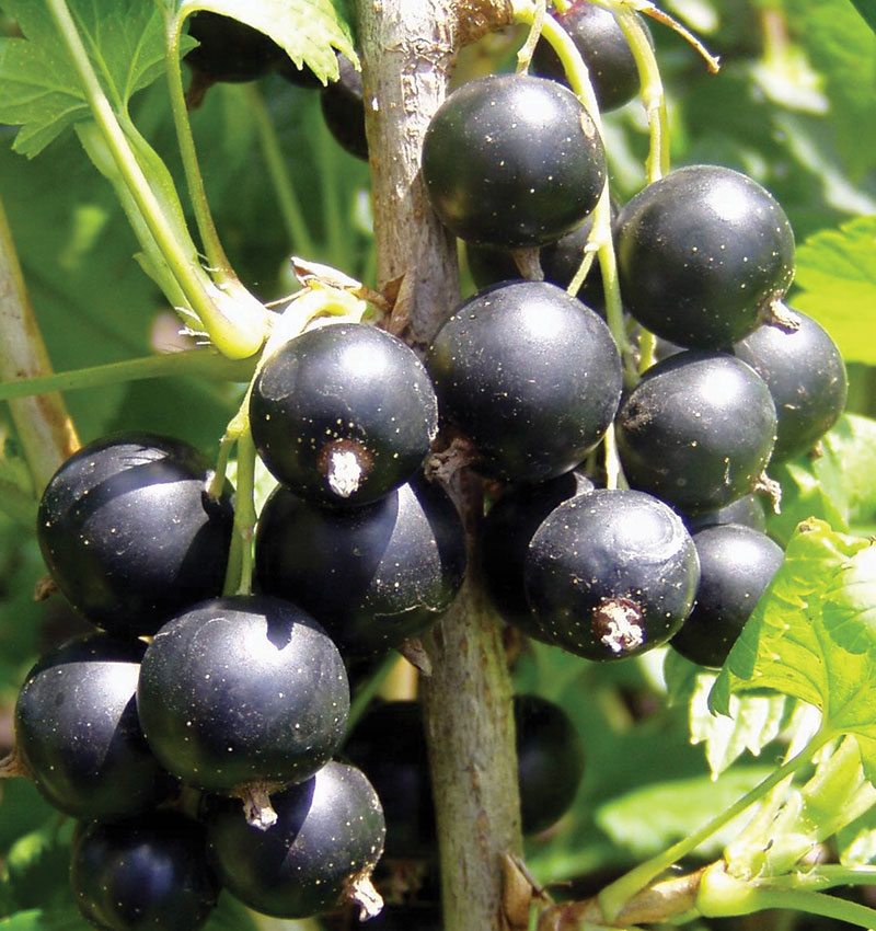 Currant, Consort Black 1g