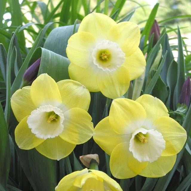 Daffodil Bulb, Avalon 5/ pkg