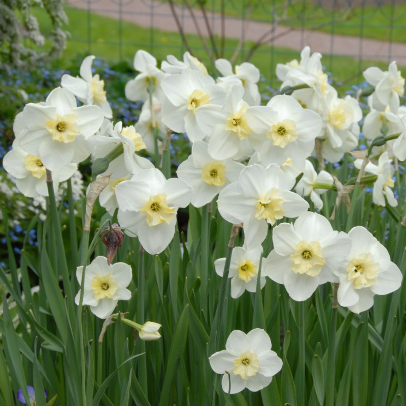 Daffodil Bulb, Papillion Blanc