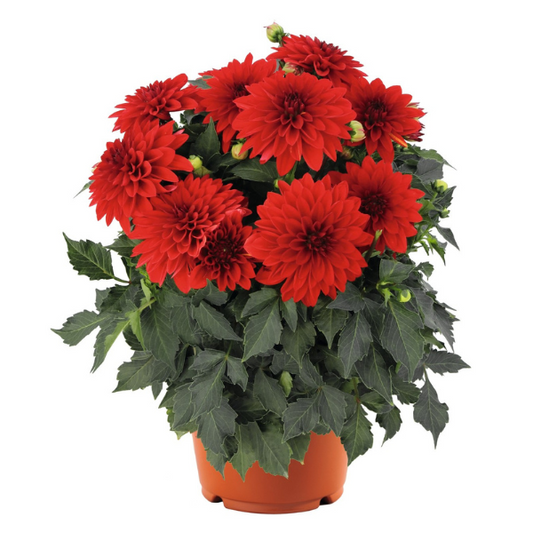 Dahlia, Hypnotica Red