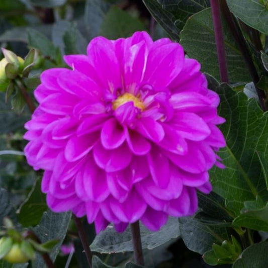 Dahlia, Karma Blue Lagoon