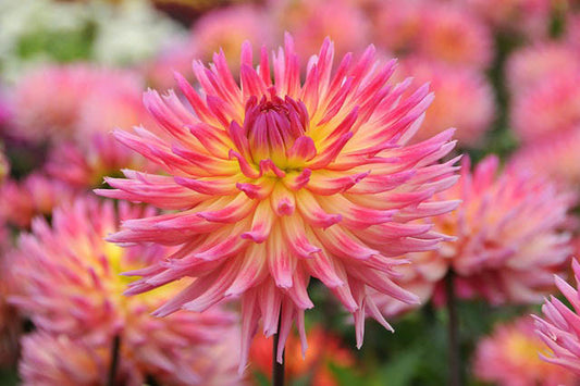 Dahlia, Karma Sangria Pink Yellow Bicolour