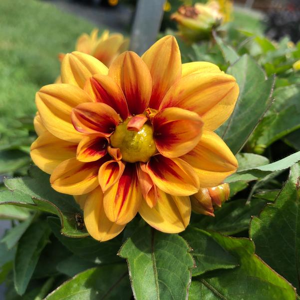 Dahlia, LaBella Medio Fun Golden Eye