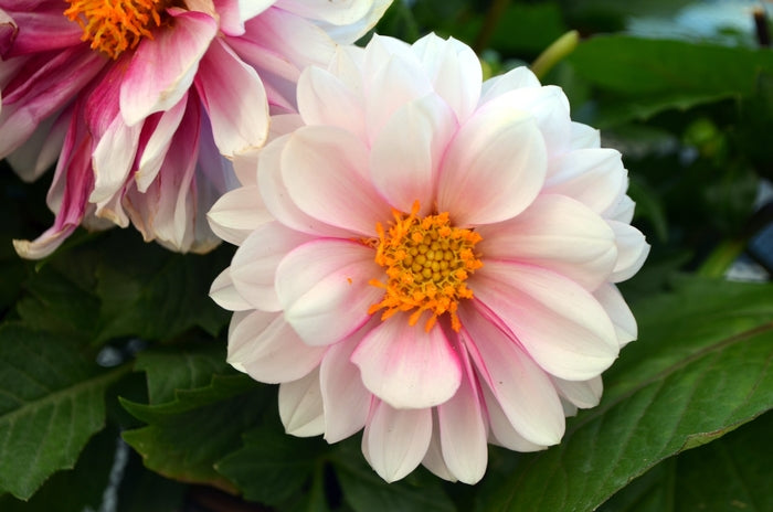 Dahlia, LaBella Medio Fun Pink with Eye