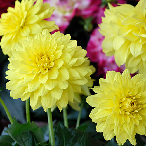 Dahlia, LaBella Medio Fun Yellow