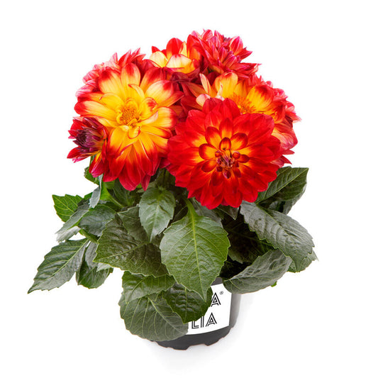 Dahlia, LaBella Medio Fun Flame