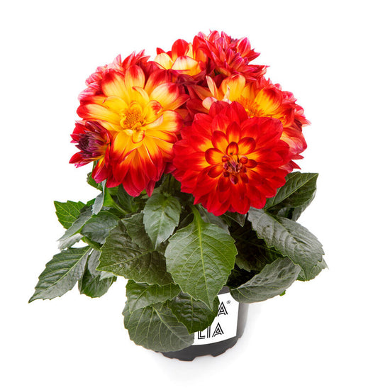 Dahlia, LaBella Medio Fun Flame – Coville's Greenhouses & Garden Centre