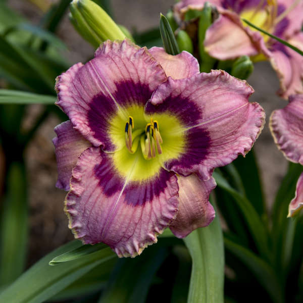 Daylily, Always Afternoon 1g