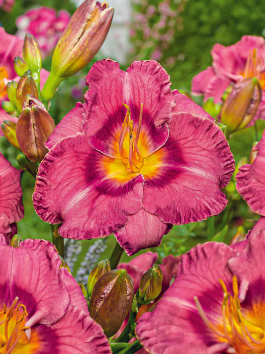 Daylily, Always Liberty