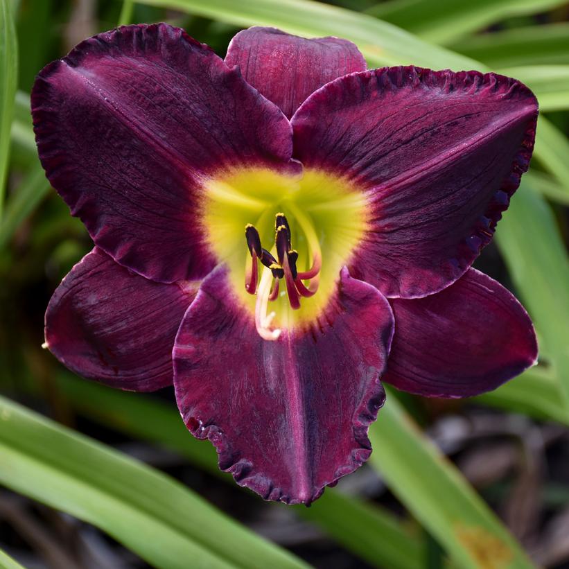 Daylily, Bela Lugosi 1g