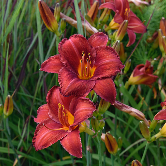 Daylily, Chicago Apache
